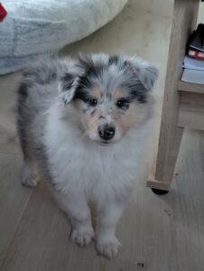 Aslan